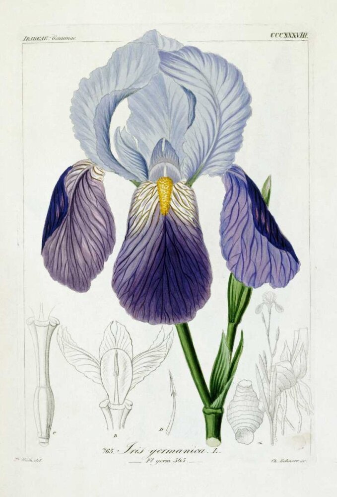 Iris germanica . Источник artbol.com