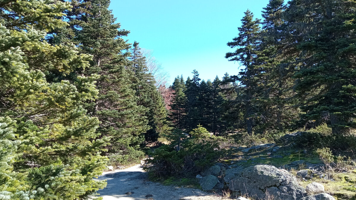 На горе Улудаг в Бурсе почти, как дома (где-нибудь на Алтае). Фото автора