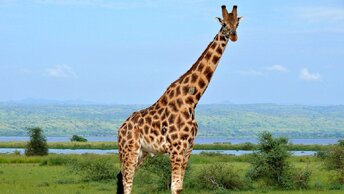 Самые в мире Топ10, высокие животные.