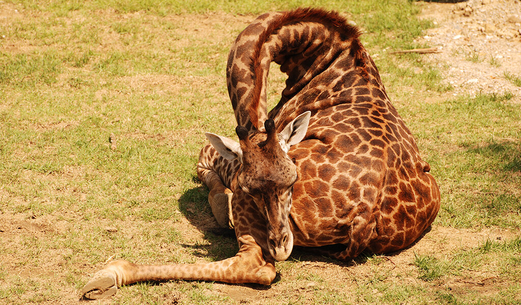За всю ночь жирафы «набирают» всего 20-30 минут глубокого сна.