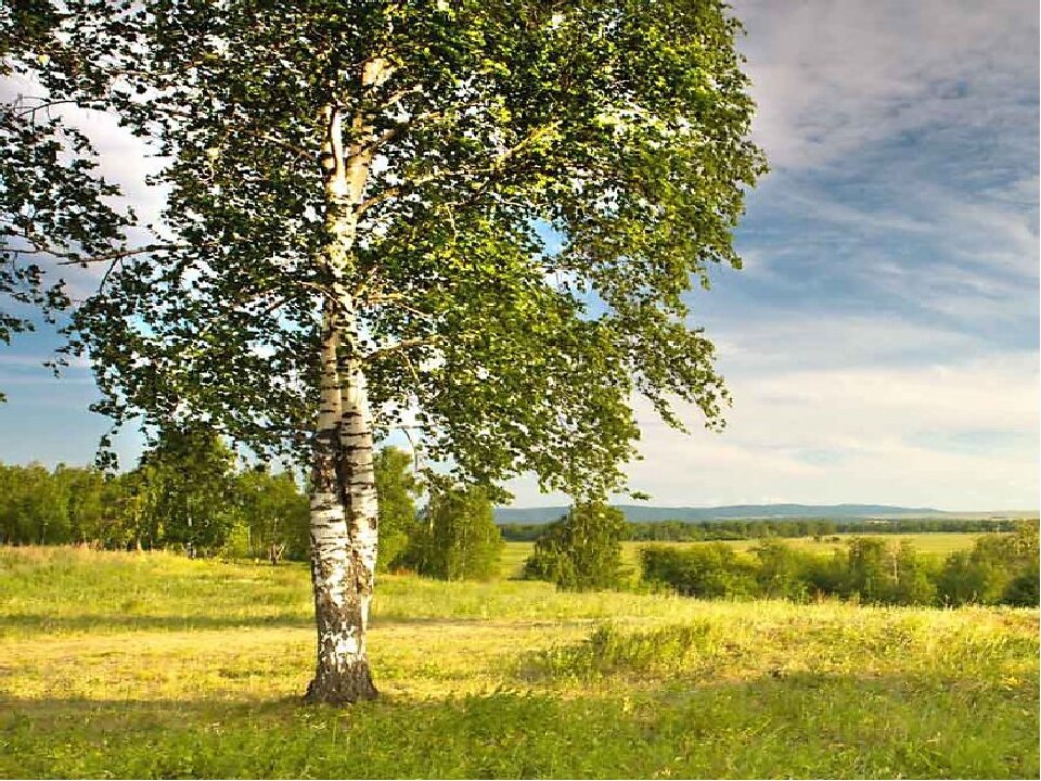 Фото березы нарисовать