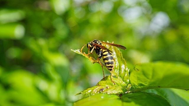 Аллергия на пылцу во время цветения