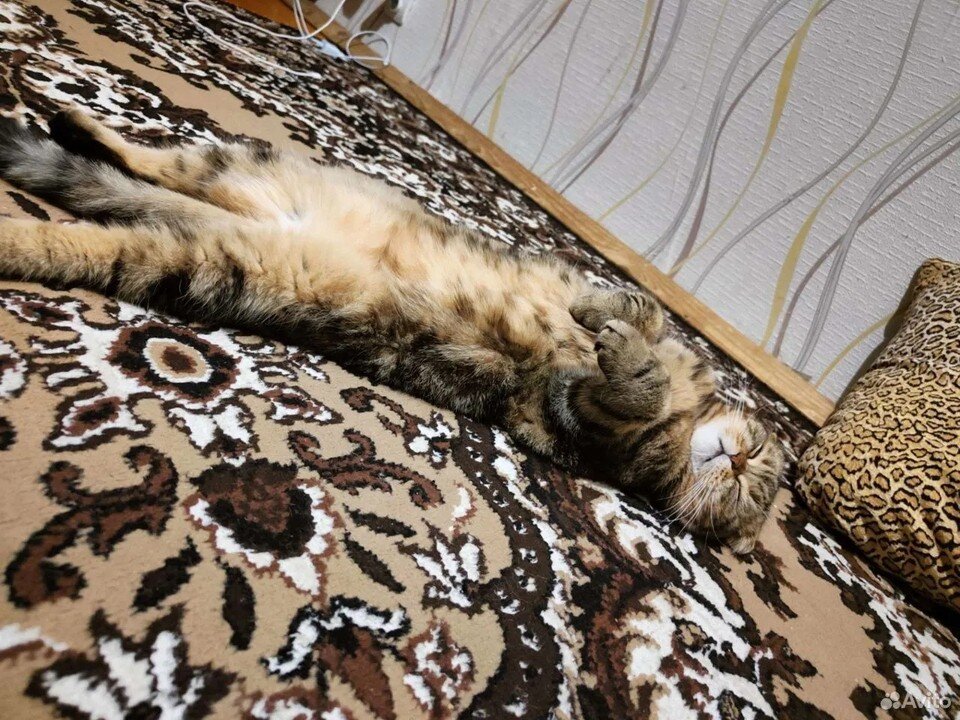     Такой чудесный кот и правда не оставит никого равнодушным. Фото: объявление