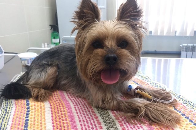    Какие породы собак чаще всего заводили волгоградцы в 2022 году?