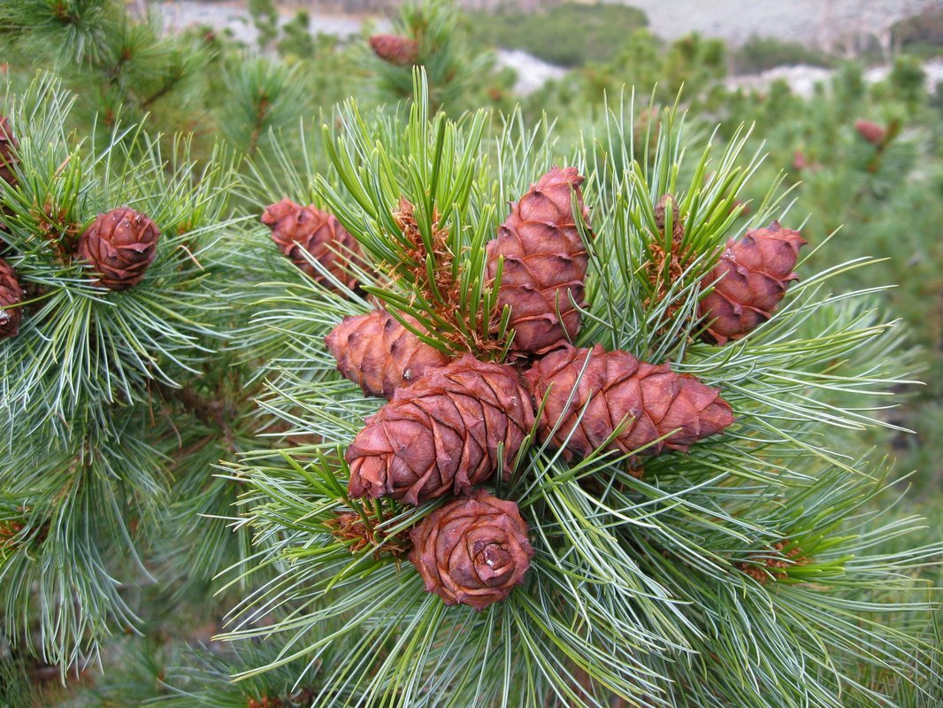 Кедра ли. Шишки. Кедра ли. Кедра ли. Кедра ли.