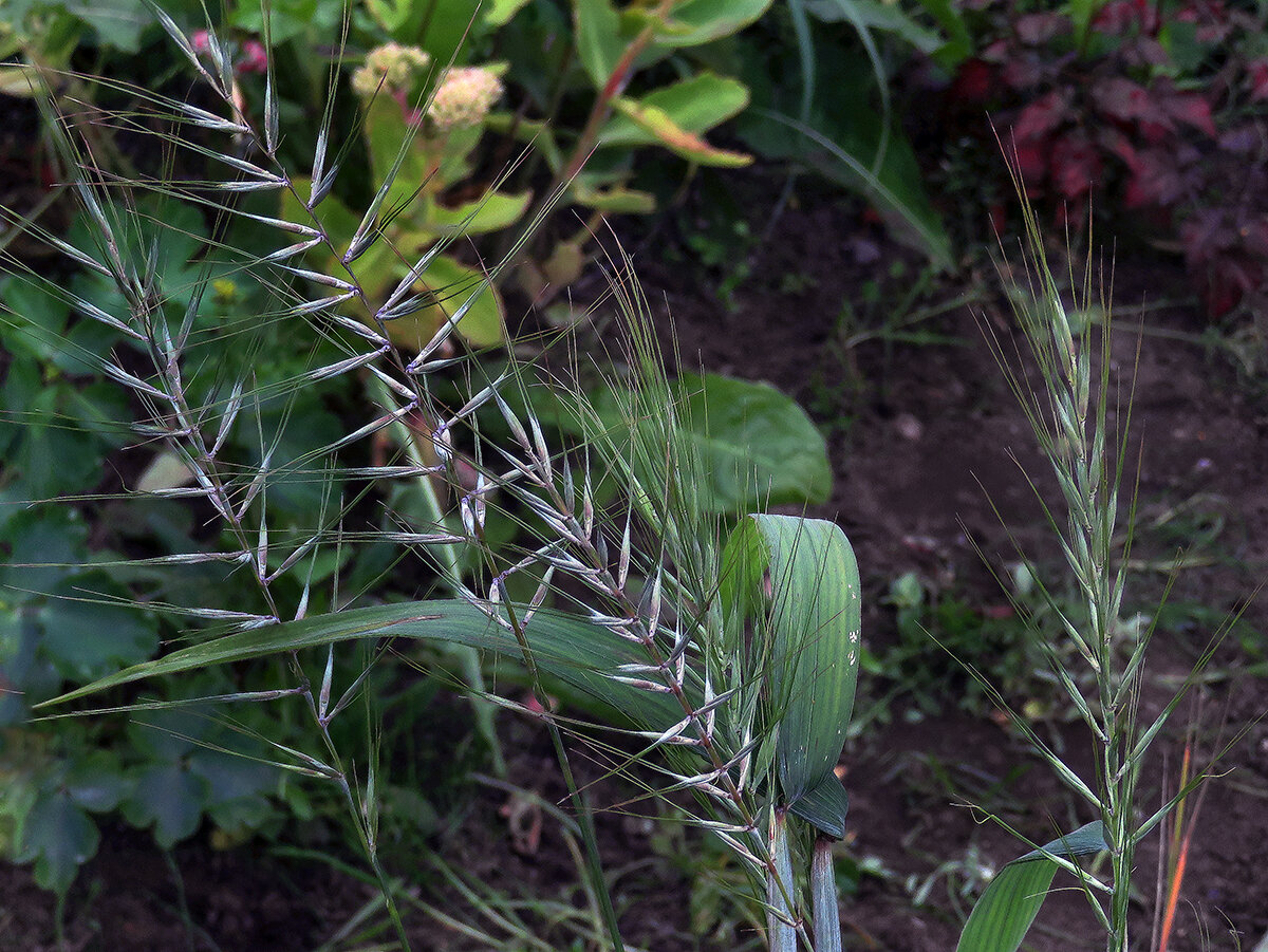    11.09.2019. Шероховатка раскидистая