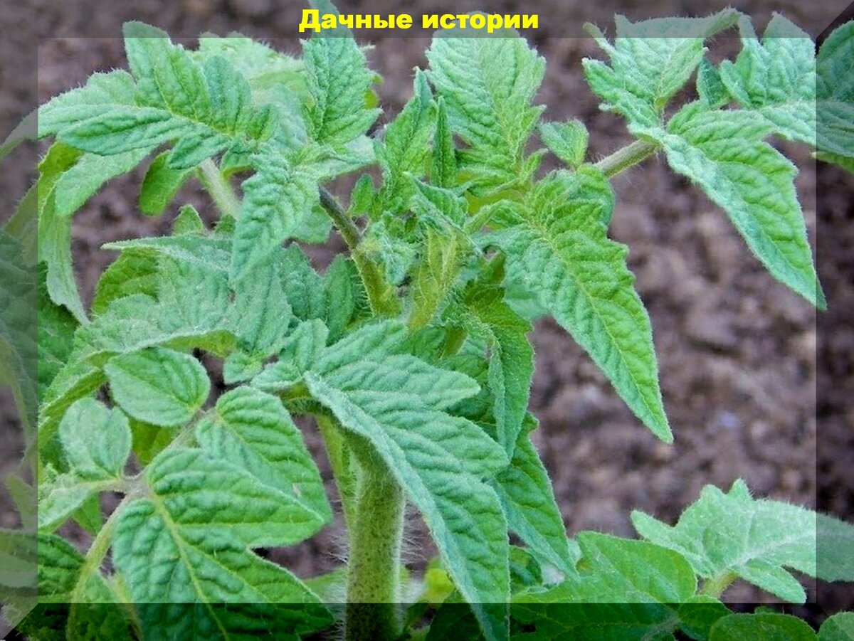 Жирование томатов что делать. Жирование томатов. Помидоры жируют. Томаты жируют в теплице. Жирование томатов в теплице.