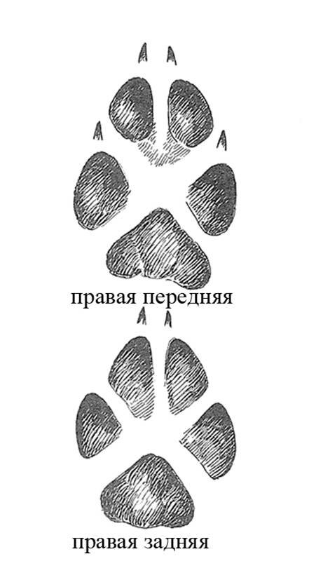 Следы лисы. Лисья лапа след. Отпечаток следа лисы. След лапы лисы. Следы лисы обыкновенной.