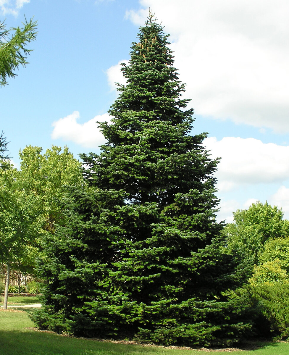 Ель Сибирская Picea obovata