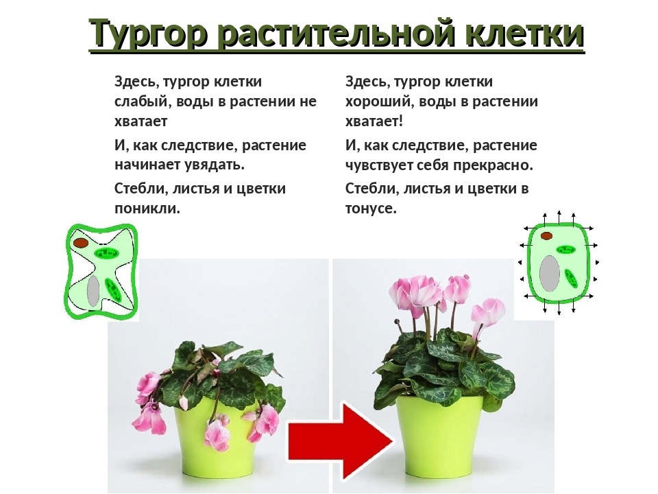 Объясните почему растение во 2 стакане завяло. Тургор растений. Тургор растительной клетки. Тургор клетки растения. Тургорное давление у растений.