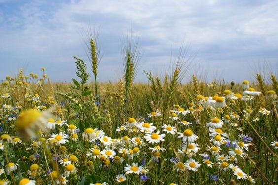 Фото: http://domohozajki.ru/