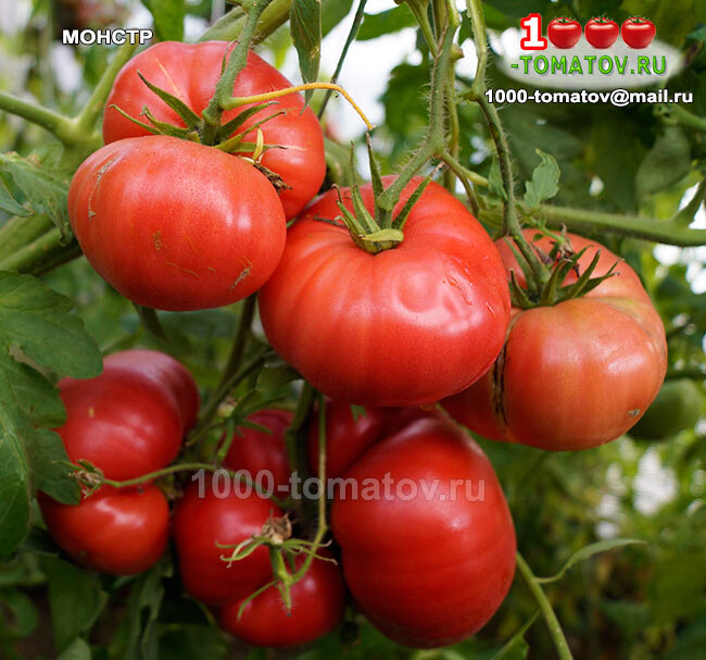 томат гигантский монстр. томат тамбовский монстр. томат гигант фариана. томат гигантский монстр. томат гигантский монстр.