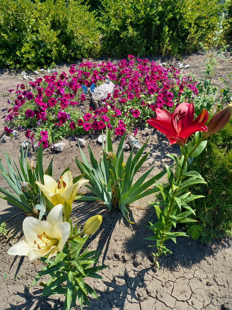 на этот раз цвели лилии