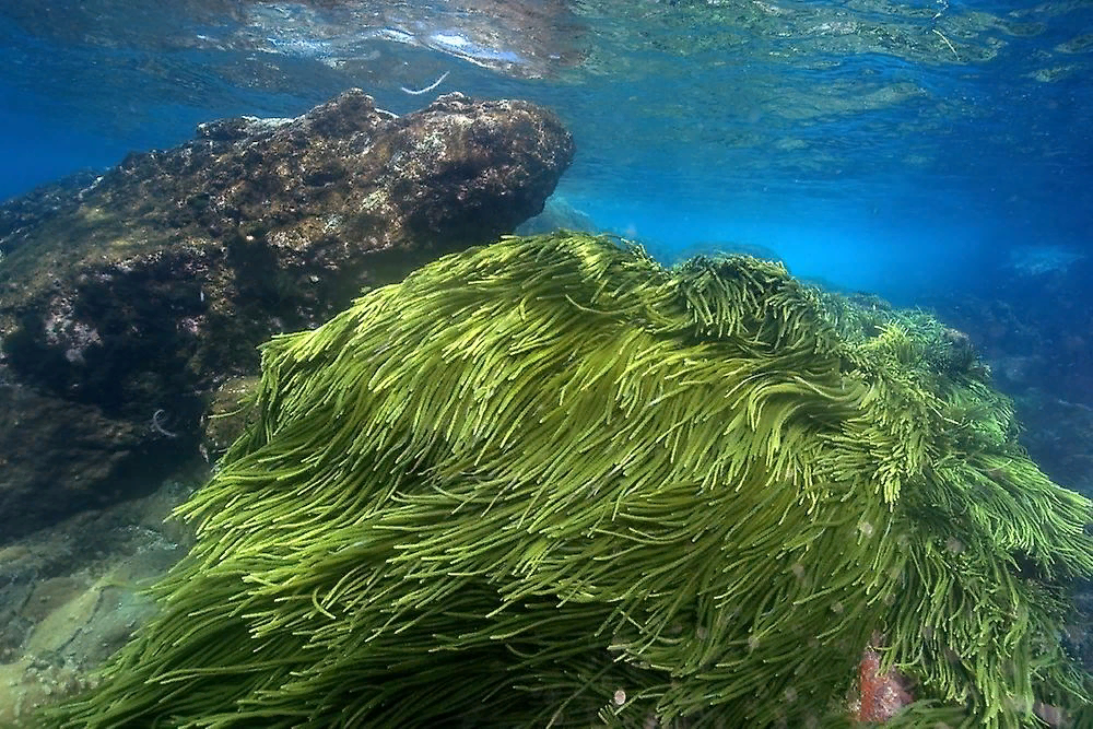 Океанические водоросли
