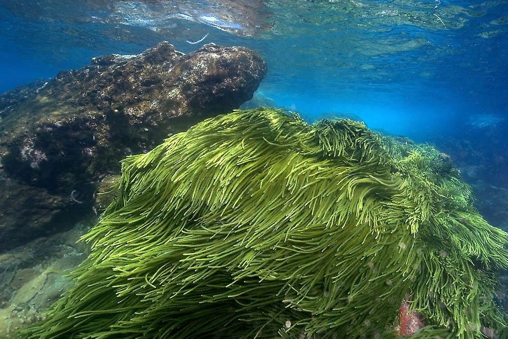 В расти океана. Spirulina водоросль. Многоклеточные водоросли Тихого океана. Водоросли каулерпа Тихого океана. Диатомовые водоросли Тихого океана.