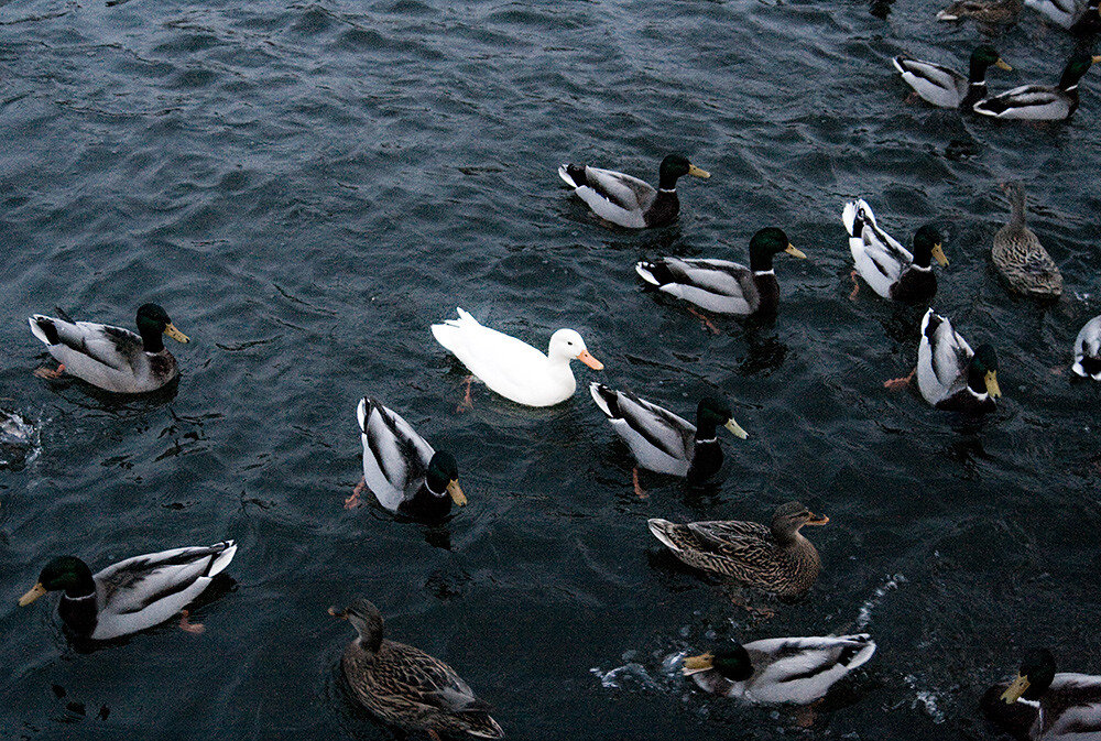 Быть..в чём то отличающимся от остальных человеком, в обществе стереотипов такой человек становится объектом осуждения и высмеивания