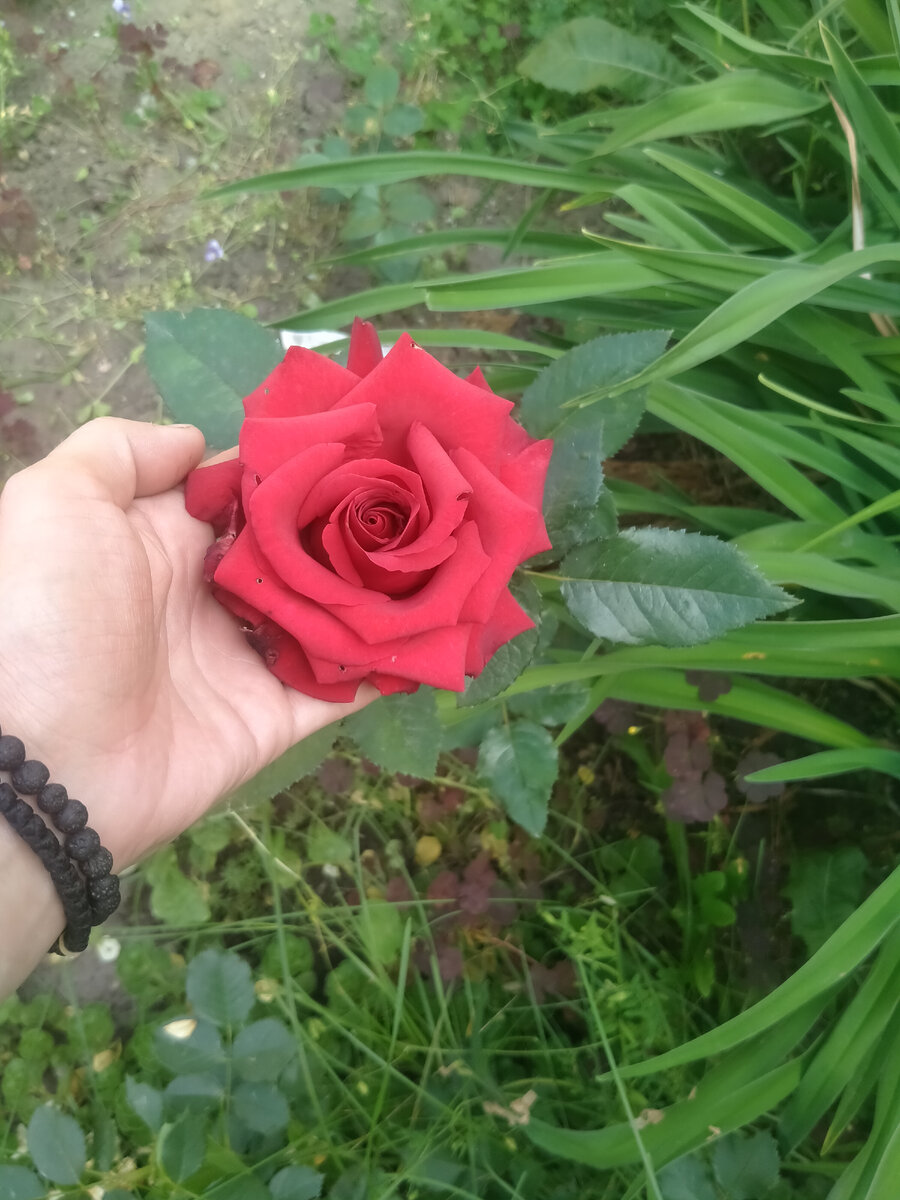 Красавицы-розы