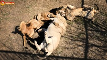 Весна - львы сошли с ума 😄 Такого мы еще не видели! Тайган. Spring - the lions are crazy 😄 Taigan.