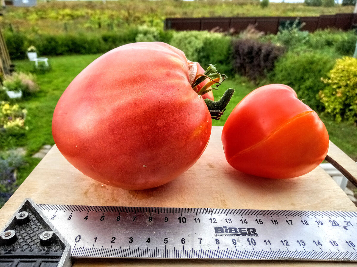 помидоры сорт фрекен бок. семена томат дынюшка f1. марципан голд томат. томат фрекен бок описание сорта. томат фрекен бок характеристика и описание.