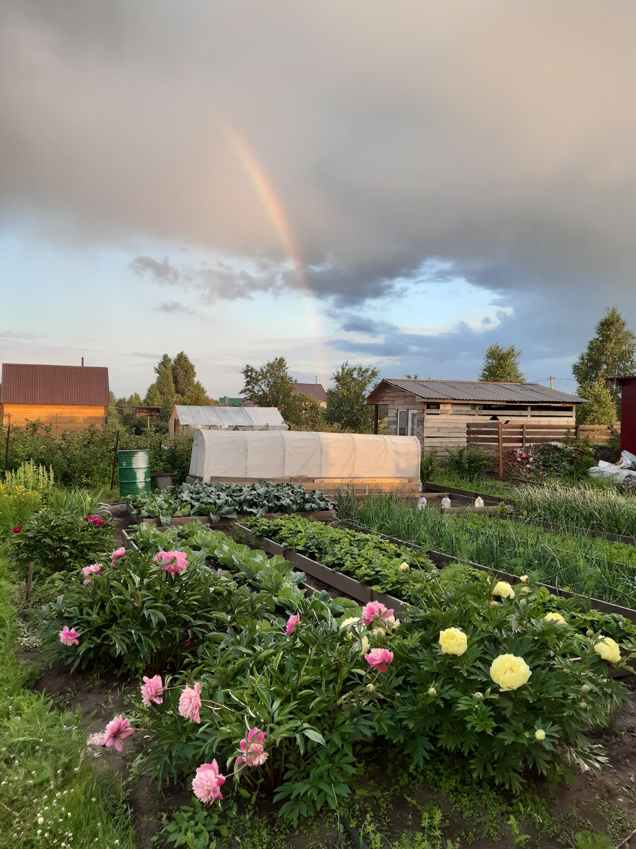 Дача. Те же грядки в июне. Фото с другой стороны. Прошло 1,5 месяца. Так и в жизни. Вроде грязь и пустота. Остановись. Подожди. Прислушайся к себе. И будут тебе цветы и радуга. Фото автора.