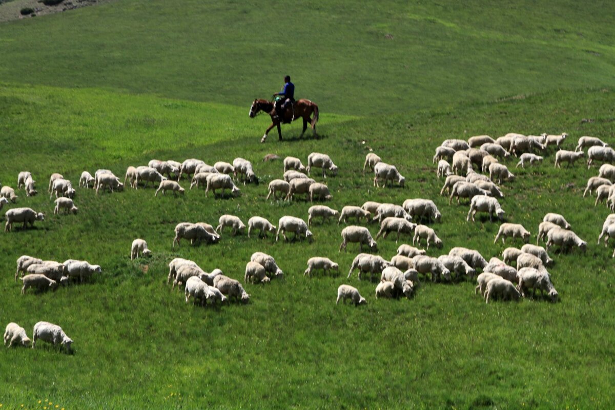 Швейцария высокогорные пастбища козы