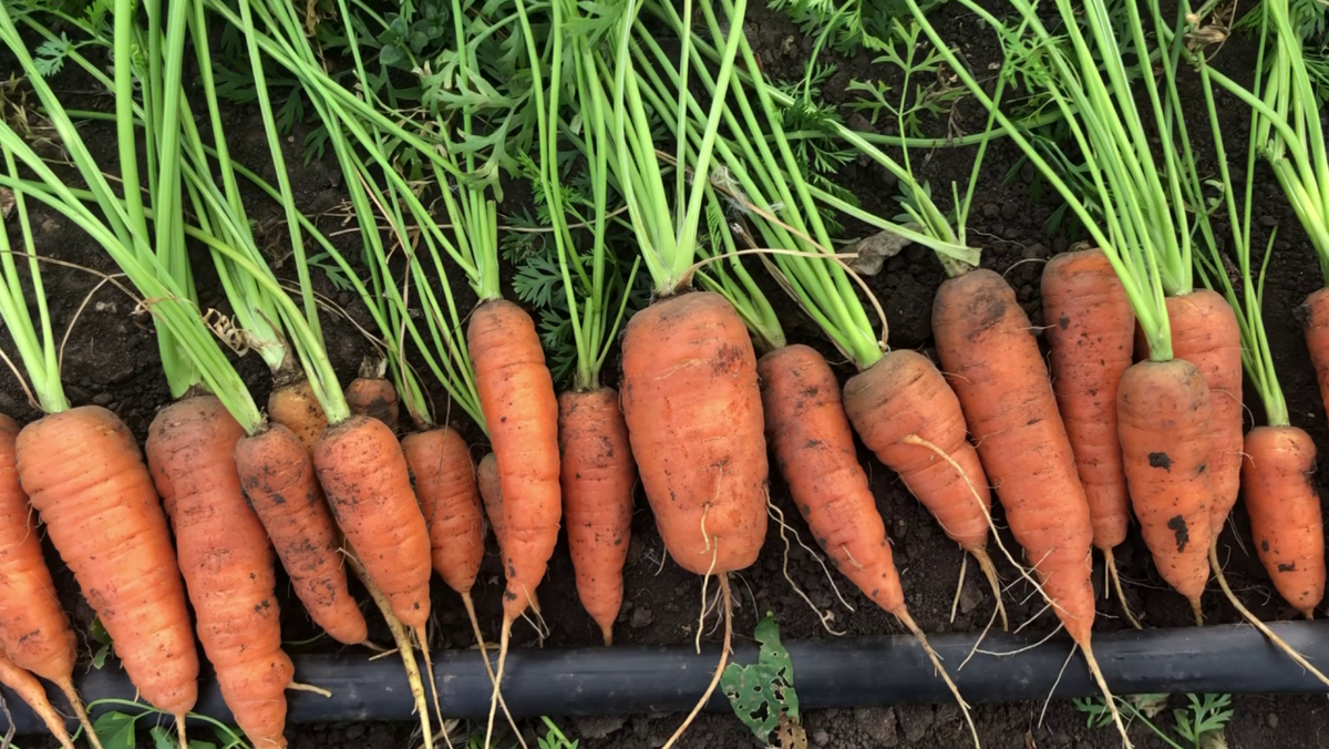 Кривая морковь. Пареная морковь. Морковь для презентации. Морковкой видео. Морковкой видео.