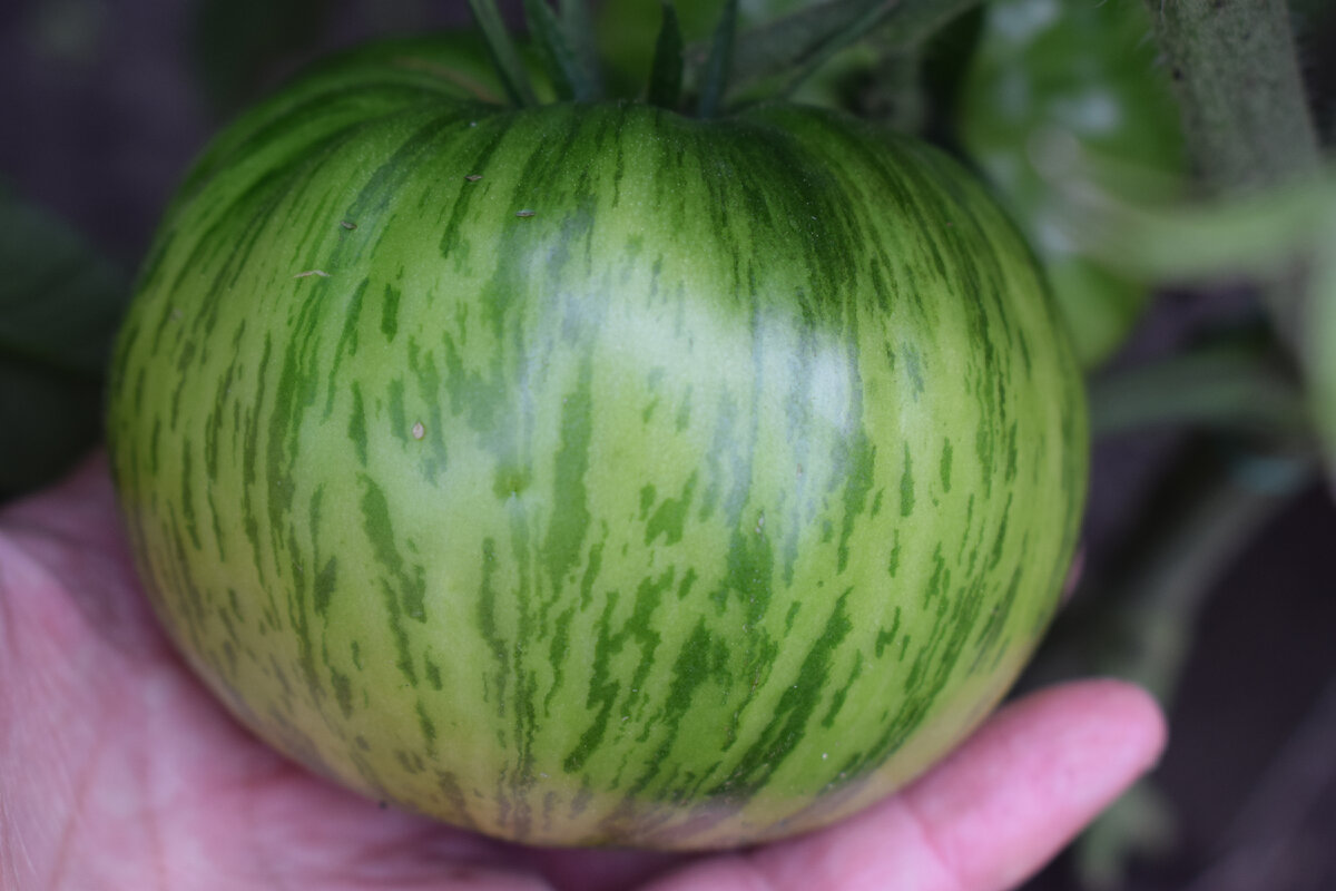 Шоколадная зебра еще пока зеленая(фото автора)2021