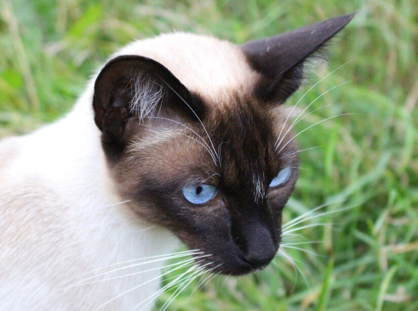 Сиамская кошка