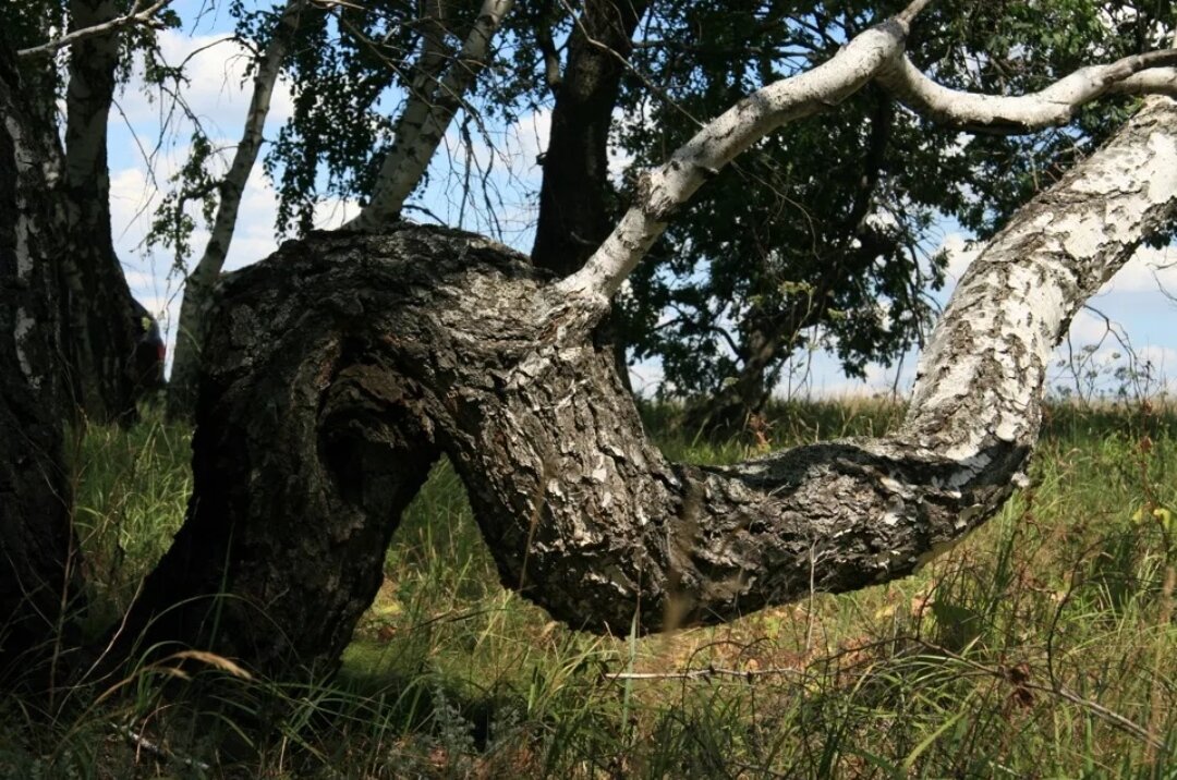 Взято из интернета. Примерно такое же было.
