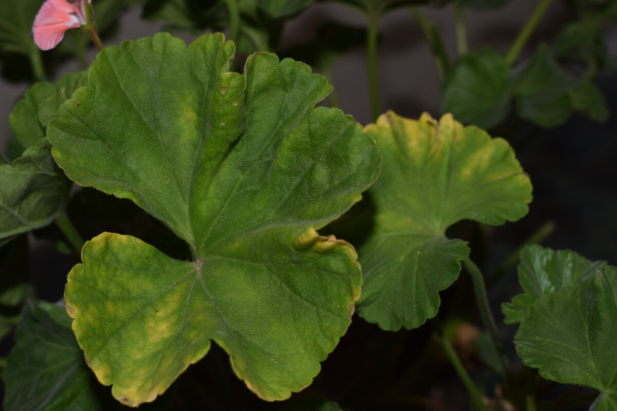 начинают желтеть листья на герани(фото автора)