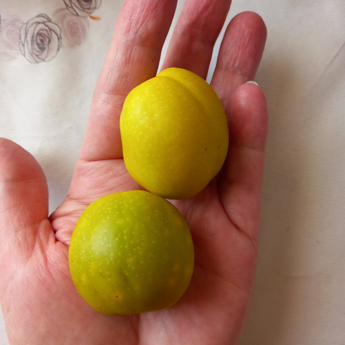 Плоды небольшие, плотные, жёлтые или жёлто-зелёные