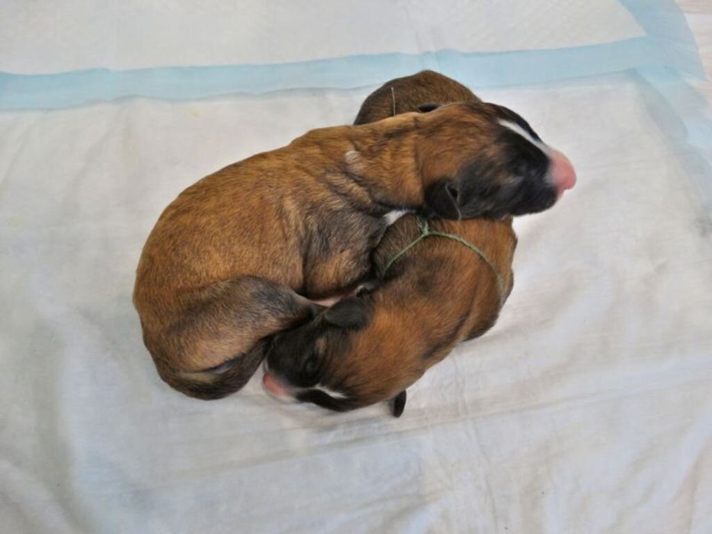 Златояр и Завет (снизу) (Златояр Свет Багрянович и Завет Любимый Сударя)