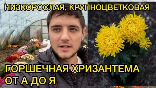 Download Video: Горшечная хризантема - выращивание, уход.