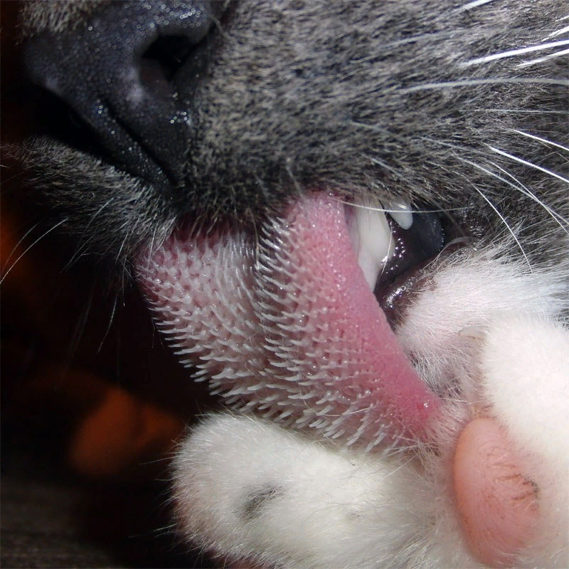 Кальцивироз (эозинофильная гранулема). Кошачий язык. Кошки нюхают ртом