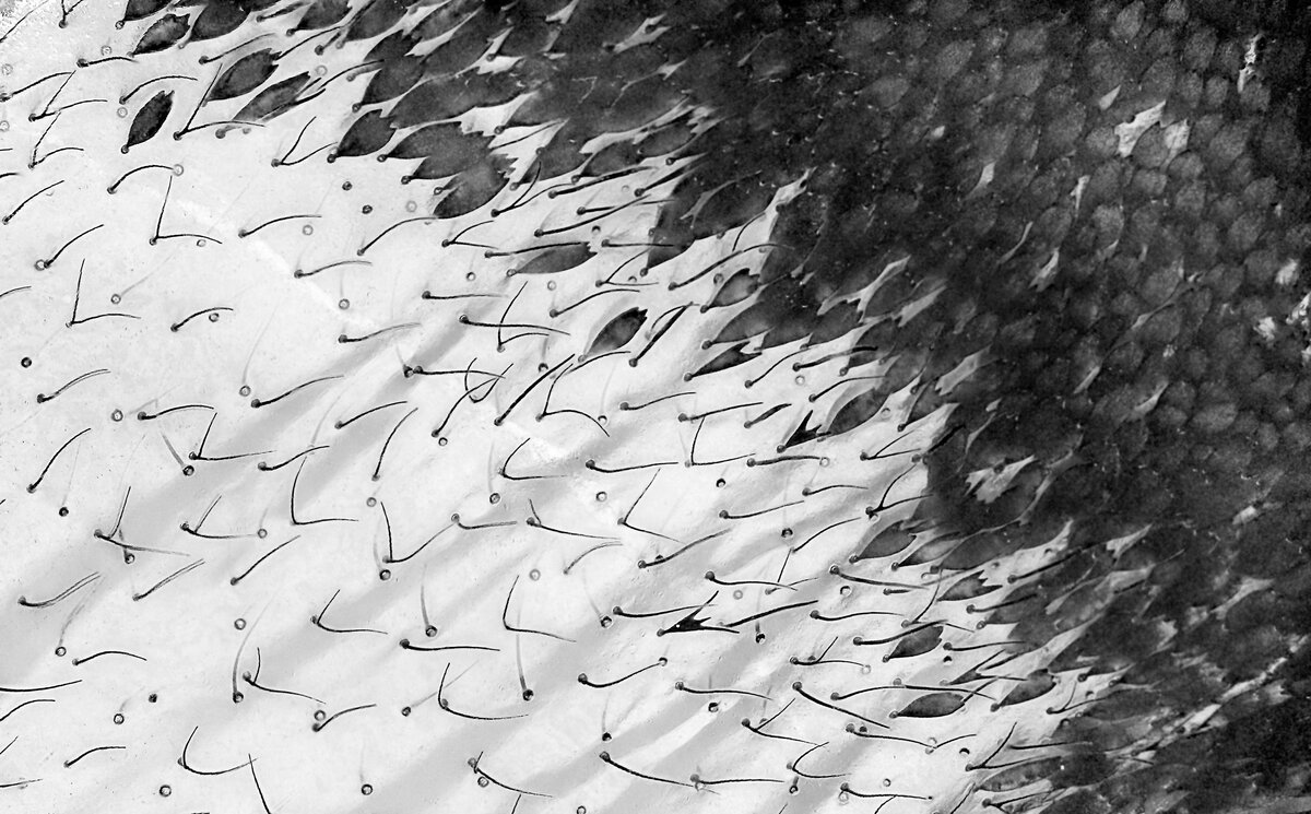 Поверхность крыла бабочки с чешуйками и щетиной. Фото: scientificamerican.com