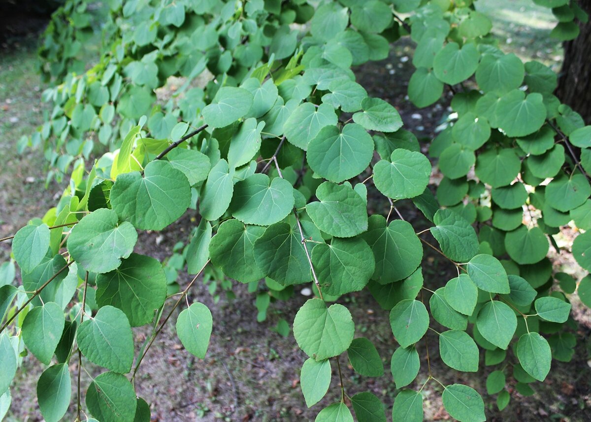 Багрянник японский (Cercidiphyllum japonicum)