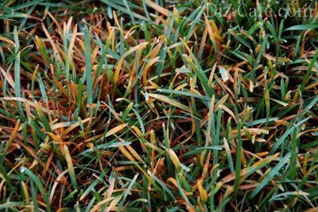 Ржавчина часто переходит на газон с другого растения Источник фото: https://diz-cafe.com

