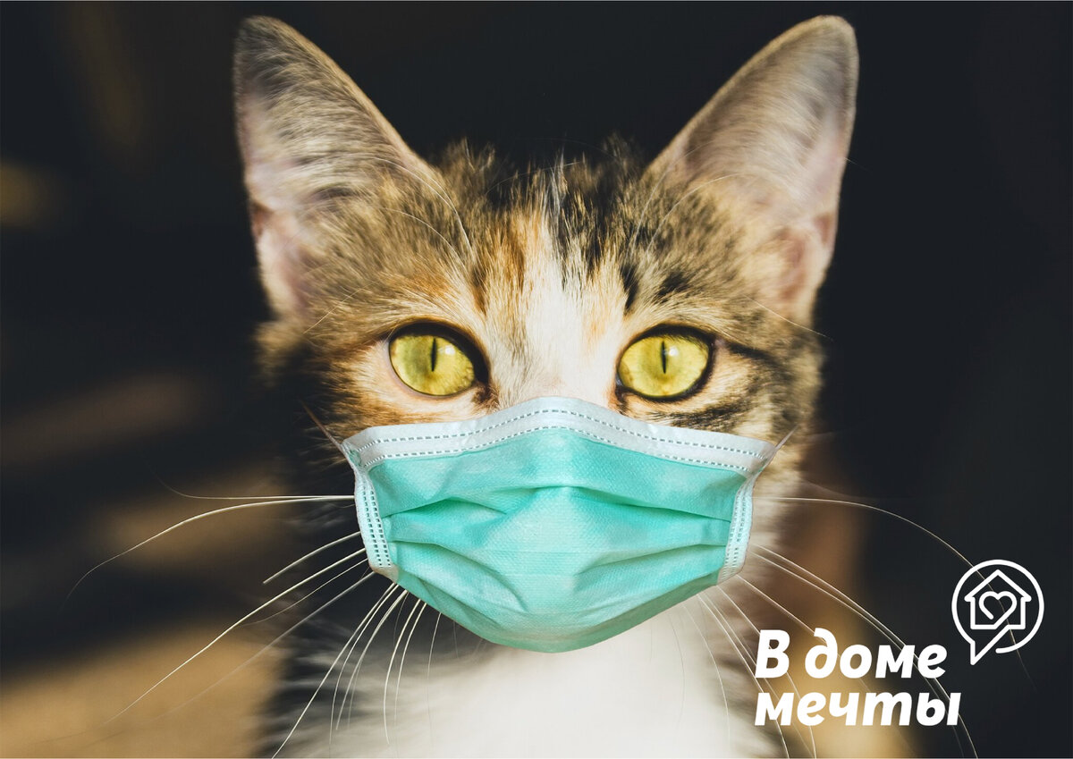 Кошки и опасные болезни: чем может заразить вас домашний питомец | В доме  мечты! | Дзен