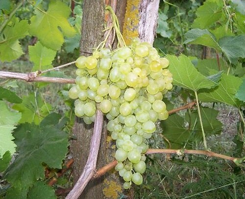 Виноград Хекер