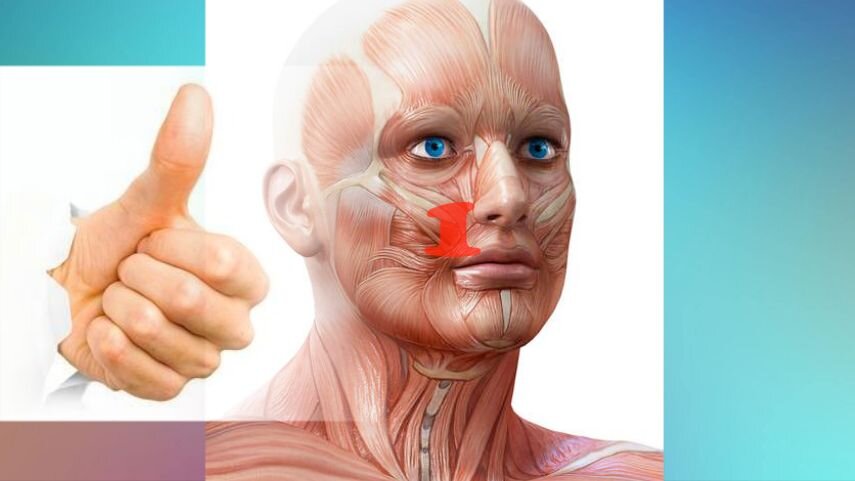 Щипать можно и двумя пальцами, как на картинке выше. Или же, как здесь, зажимать кожу между кулаком и большим пальцем. Делайте, как вам удобнее. Тут многое зависит от строения лица, силы пальцев и прочих индивидуальностей. // коллаж автора, фото pinterest.ru, 499c.ru