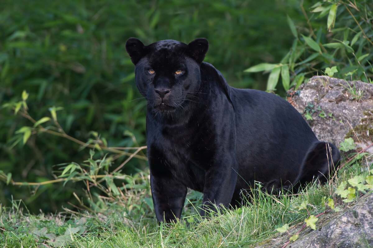Кошки-меланисты: особенности жизни «чёрных пантер» в дикой природе |  Заметки о животных | Дзен