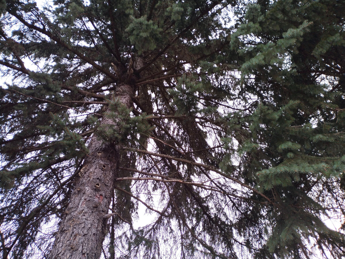  Уцелела елочка. Красавицей выросла! Фото автора канала