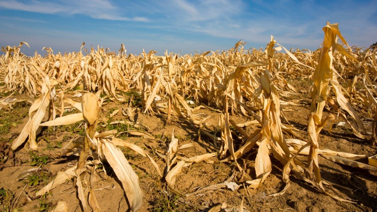 Фото:myseldon.com В США фермерам компенсируют последствия летней засухи