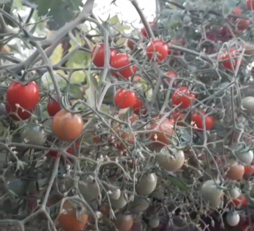 Томат "Ожерелье красное". Фото автора.