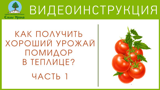 Как ухаживать за помидорами. Часть 1. (Бор и кубатура)