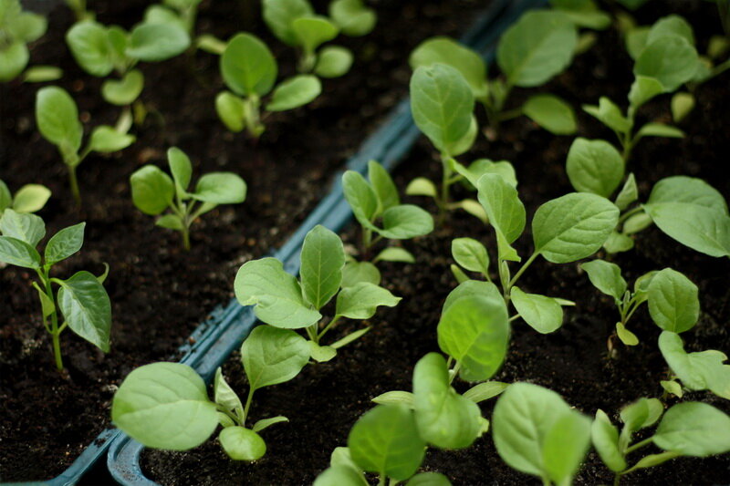 Правильное выращивание рассады капусты | Огород без хлопот | Дзен