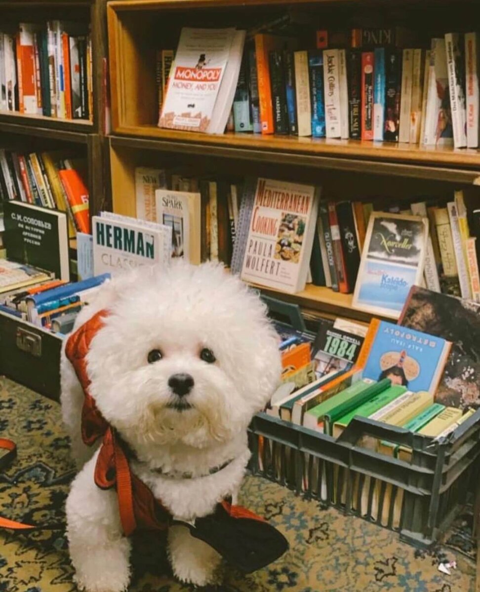 гости Ходасевича источник: @xodacevich