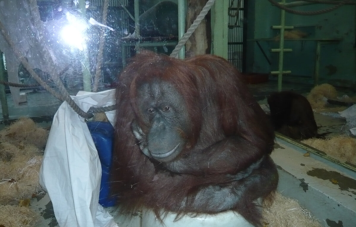 За стеклом. Фото автора.