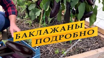 Баклажаны. Выращивание и уход. От и до.