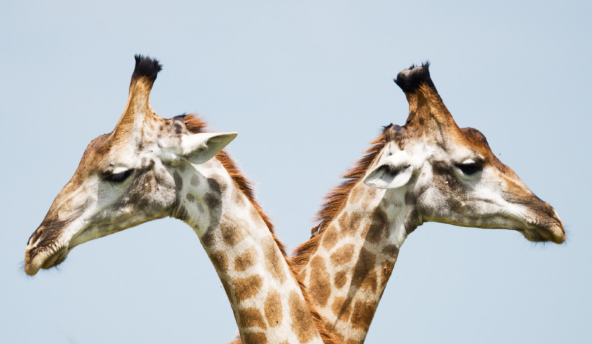 Фото: Vincent van Zalinge 